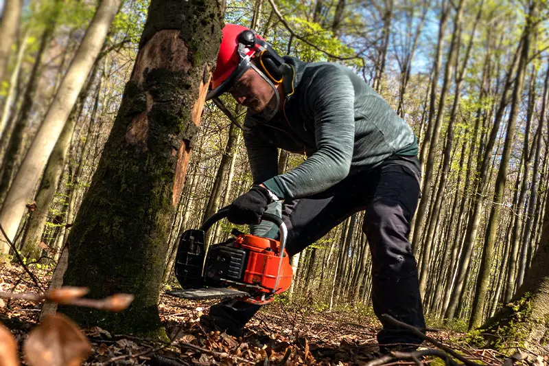 How to be a good arborist