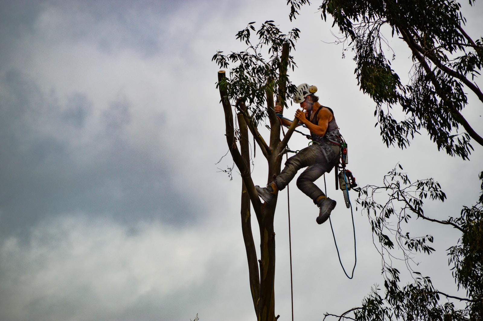 How to Become a Certified Arborist