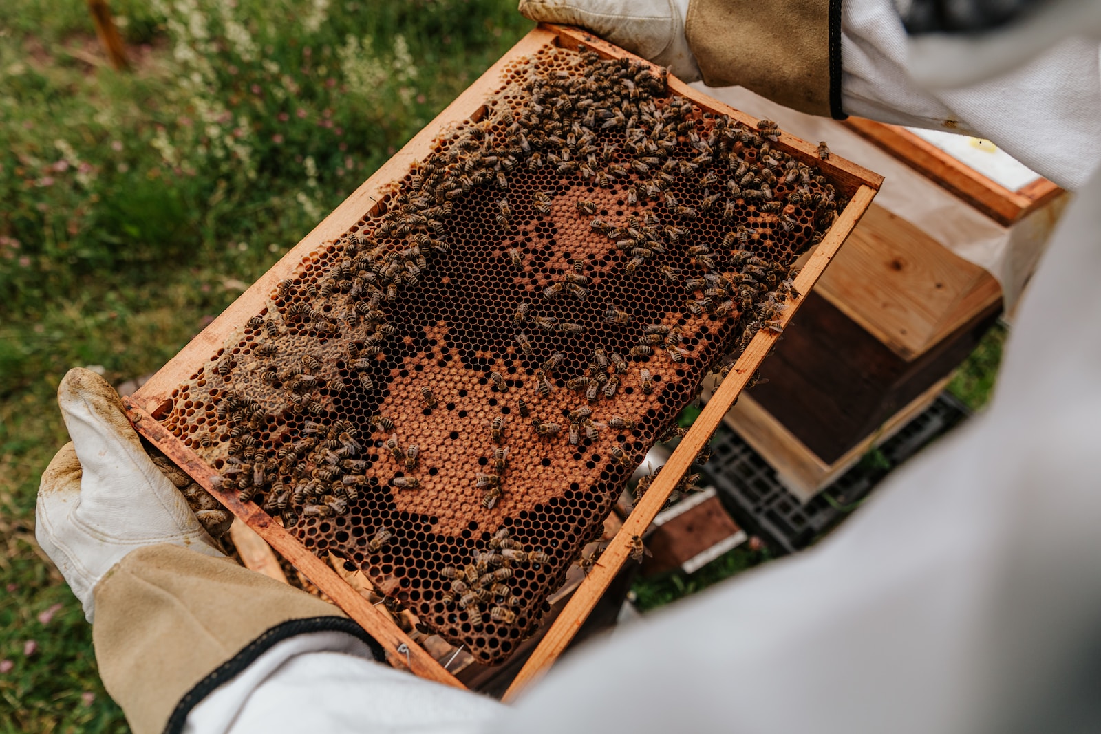 Maintaining and Expanding Your Beekeeping Business